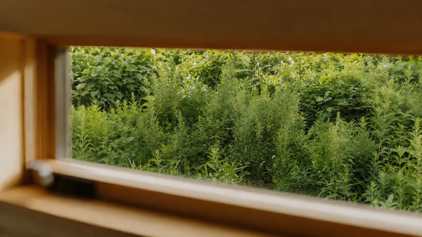 A sunlit window opening onto a dense wall of green garden foliage.